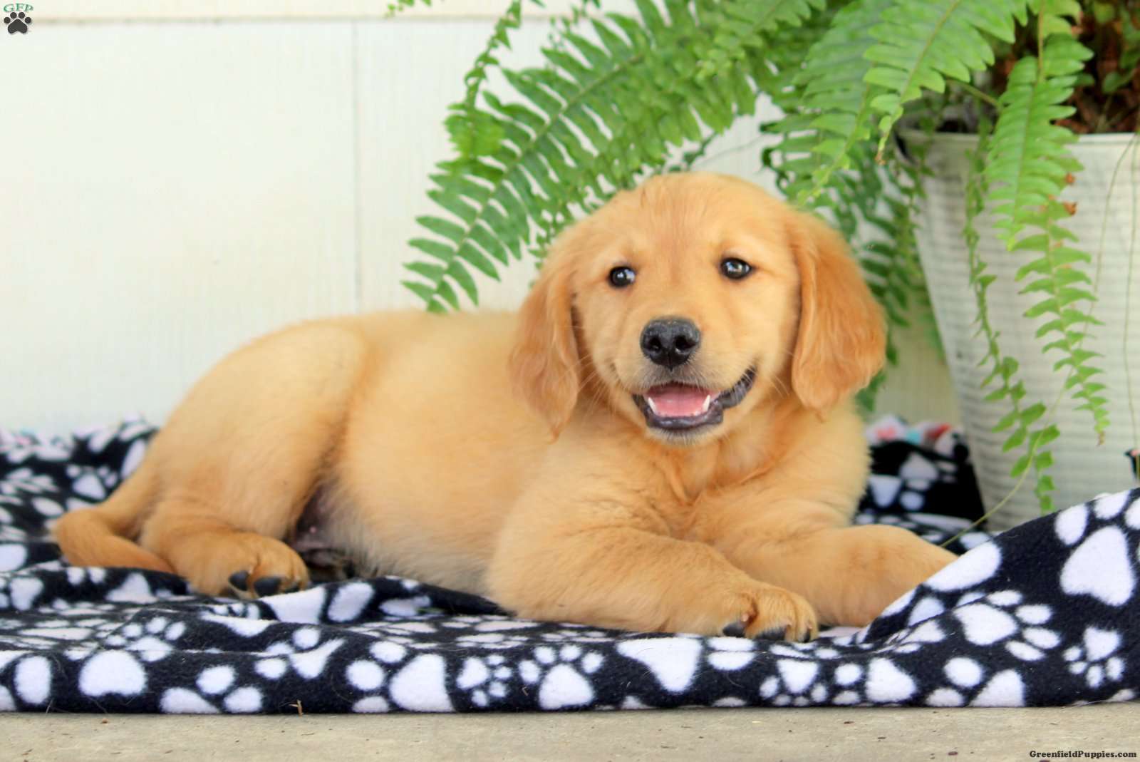 Walter - Golden Retriever Puppy For Sale in Pennsylvania