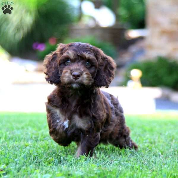 Wanda, Cockapoo Puppy