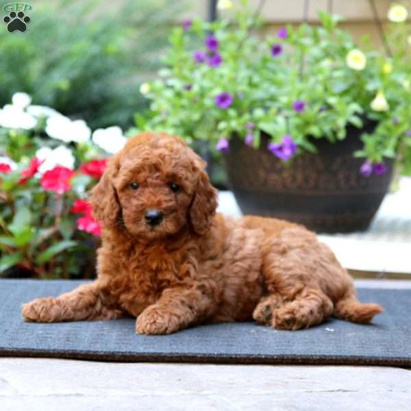 Wanda, Mini Goldendoodle Puppy