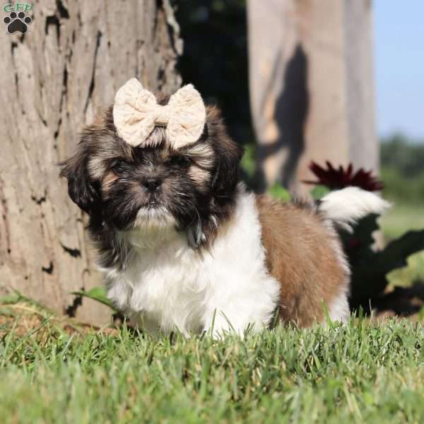 Wanda, Shih Tzu Puppy