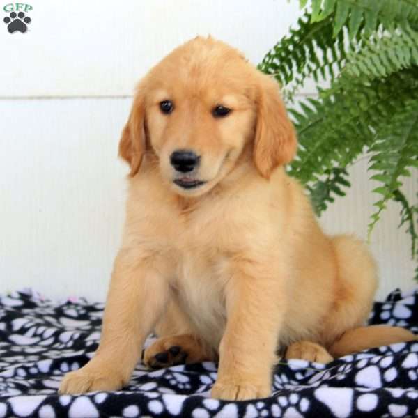 Warren, Golden Retriever Puppy