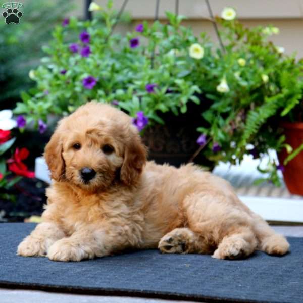 Watson, Mini Goldendoodle Puppy