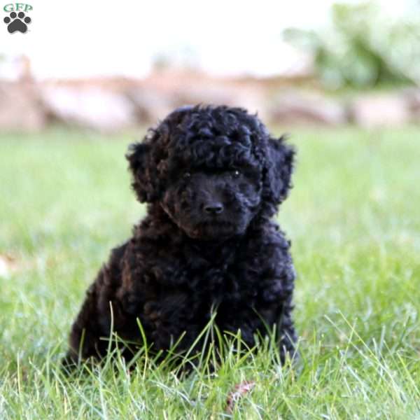 Watson, Miniature Poodle Puppy