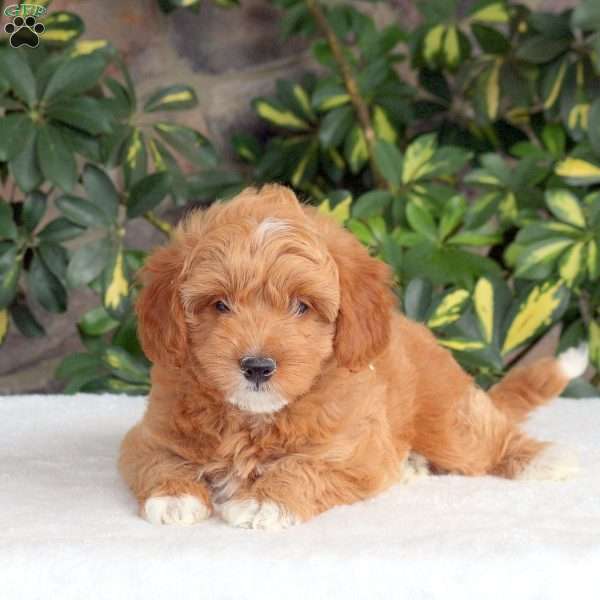 Wayde, Cavapoo Puppy