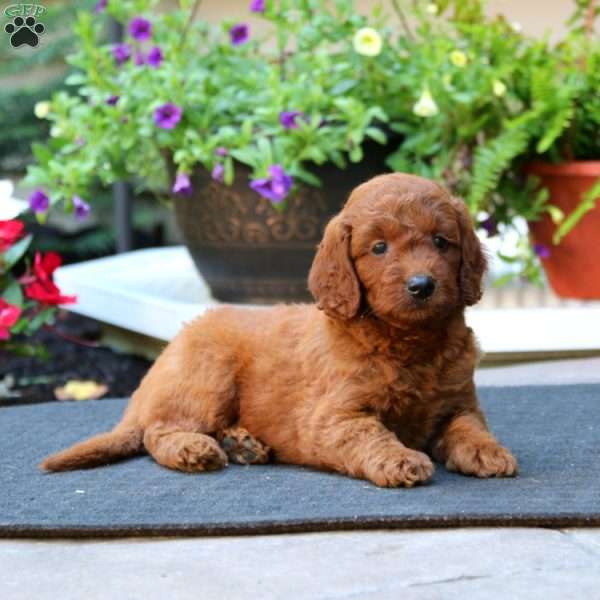 Welsh, Mini Goldendoodle Puppy