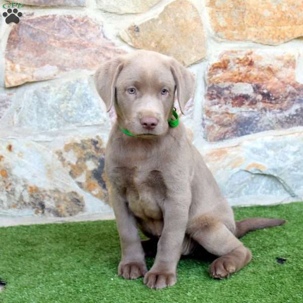 Wendy, Silver Labrador Retriever Puppy