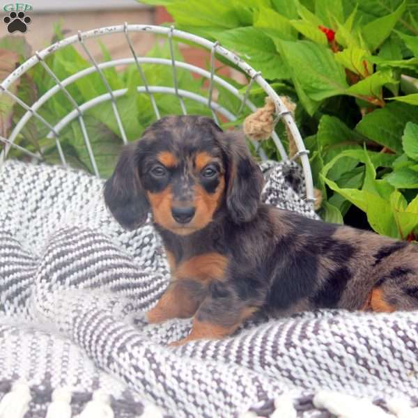 Wendy, Dachshund Puppy