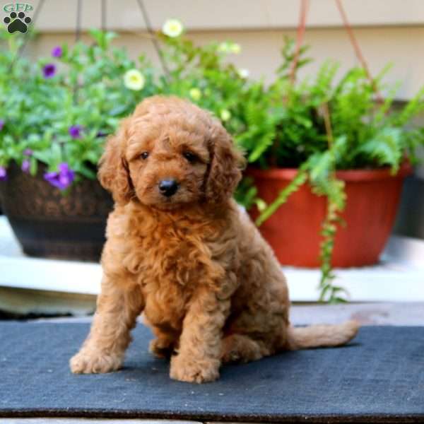 Wendy, Mini Goldendoodle Puppy