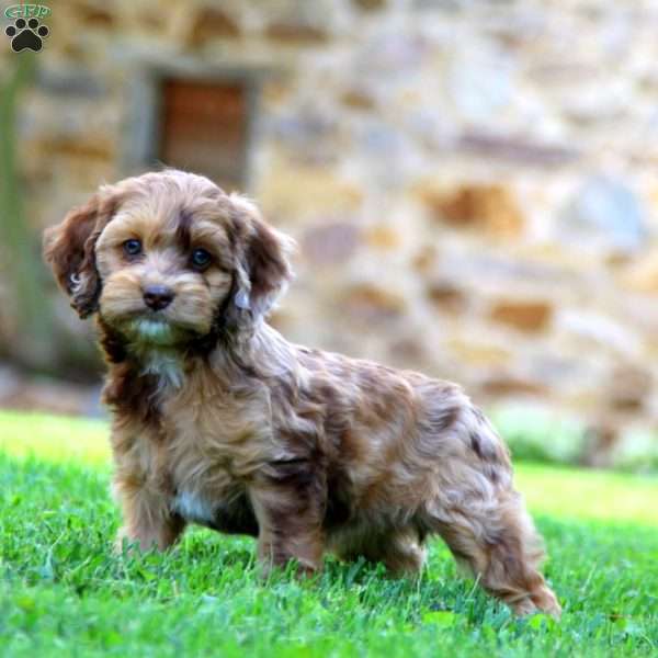 Wendy, Cockapoo Puppy