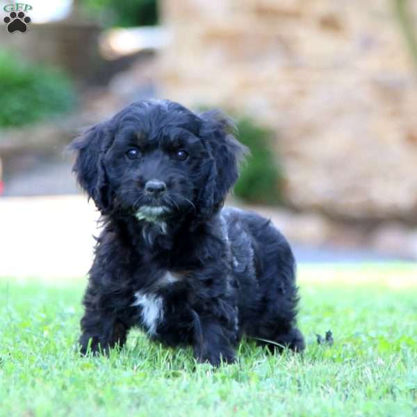 Wesley, Cockapoo Puppy