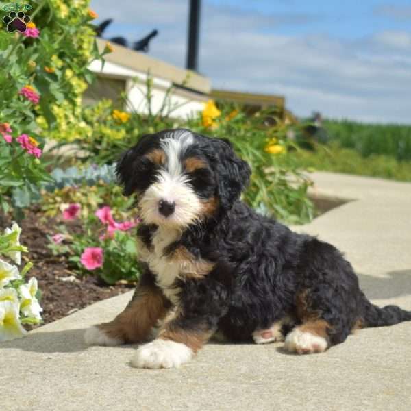 Whiskey, Mini Bernedoodle Puppy