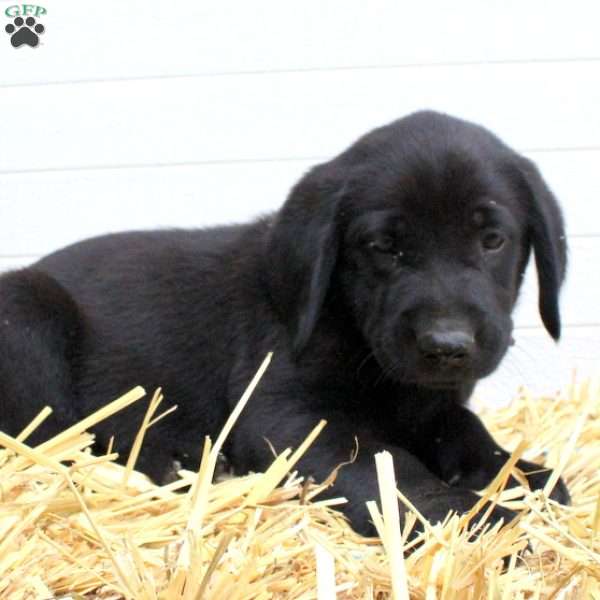 Wiggles, Labrador Mix Puppy