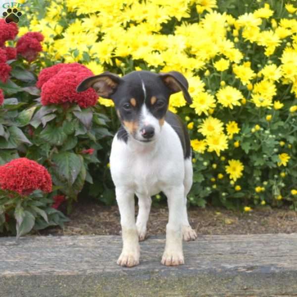 Wiley, Toy Fox Terrier Puppy