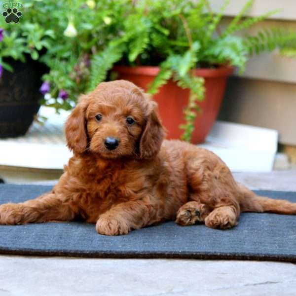 Will, Mini Goldendoodle Puppy