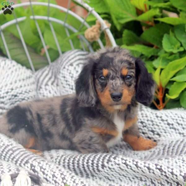 William, Dachshund Puppy