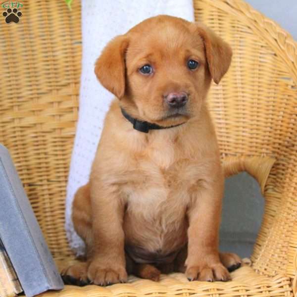 Willow, Fox Red Labrador Retriever Puppy