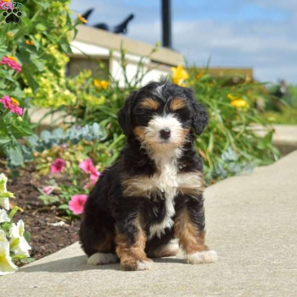 Willow, Mini Bernedoodle Puppy