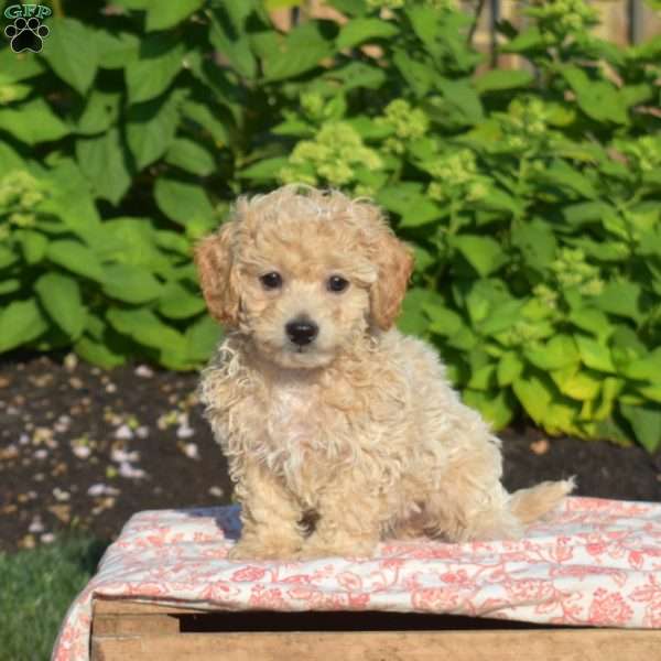 Willow, Maltipoo Puppy