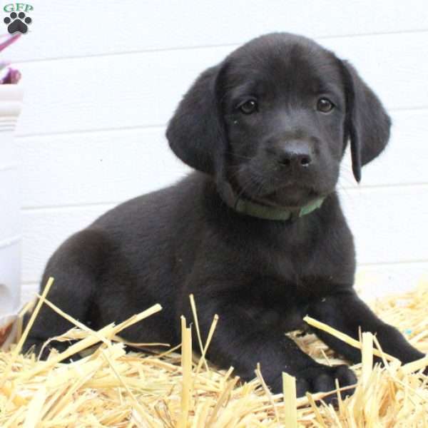 Willow, Labrador Mix Puppy