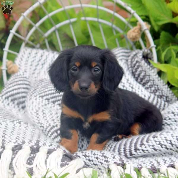 Willow, Dachshund Puppy