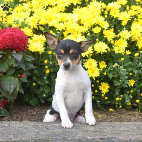 Willow, Toy Fox Terrier Puppy