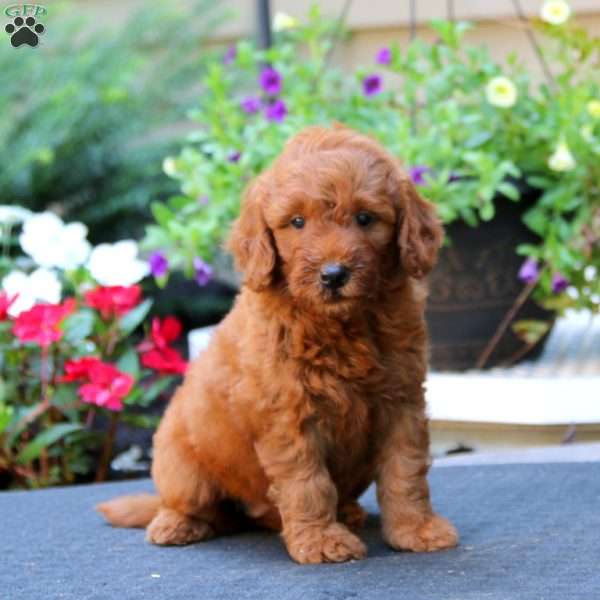 Willow, Mini Goldendoodle Puppy