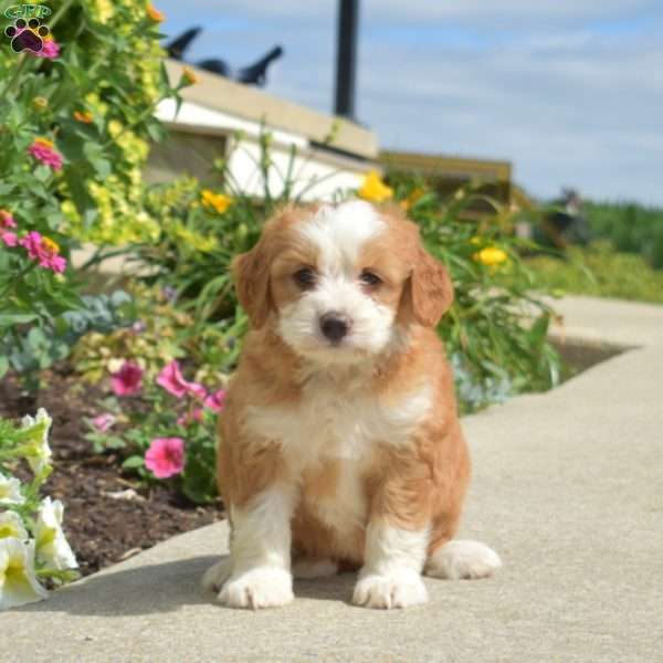 Winnie, Mini Bernedoodle Puppy