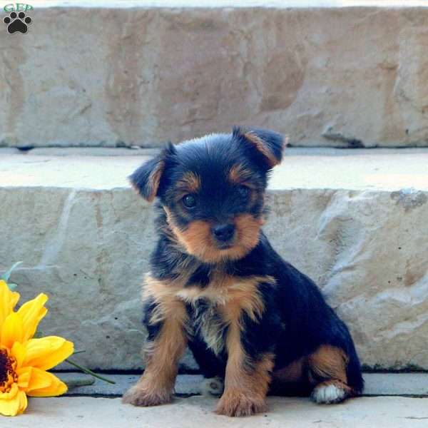 Winnie, Yorkie Puppy