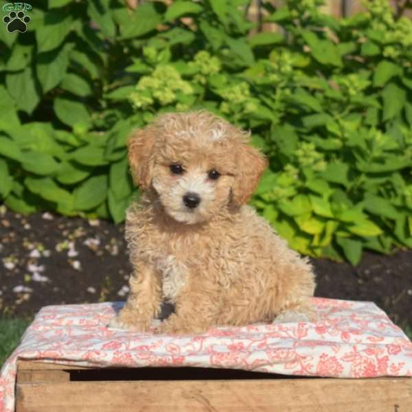 Winnie, Maltipoo Puppy