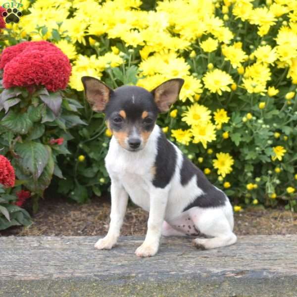 Winnie, Toy Fox Terrier Puppy