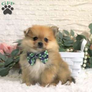 Pomeranian Puppies For Sale - Greenfield Puppies