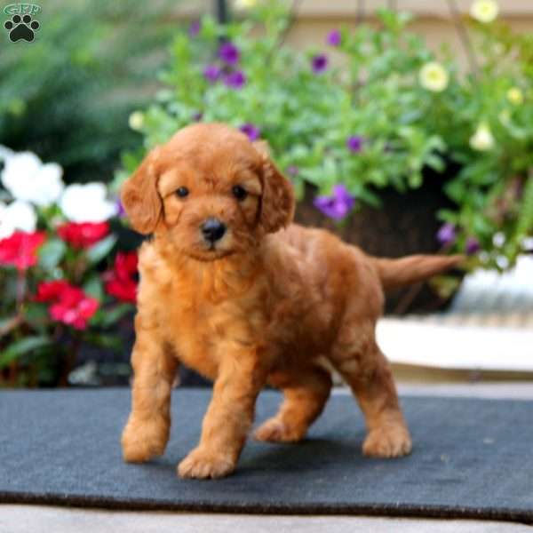 Wonder, Mini Goldendoodle Puppy