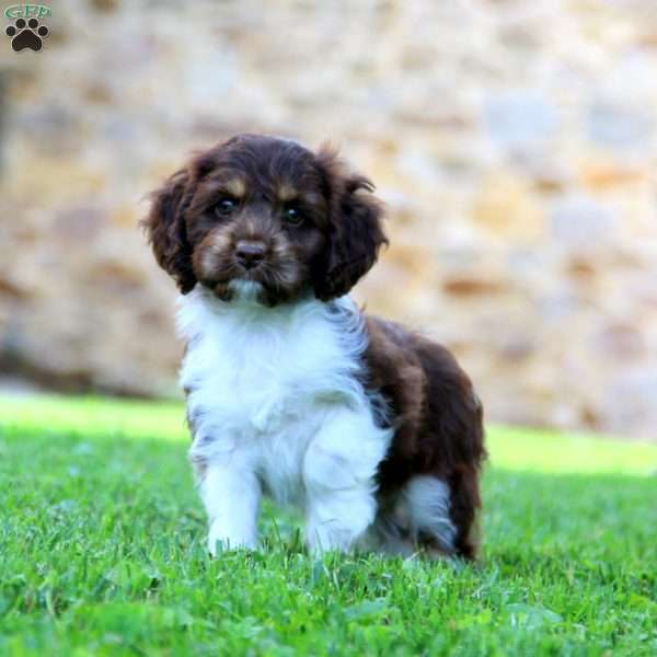 Wonder, Cockapoo Puppy