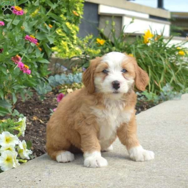 Wrangler, Mini Bernedoodle Puppy