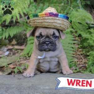 Wren, French Bulldog Puppy