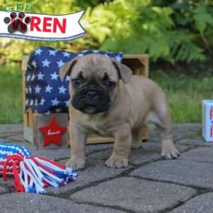 Wren, French Bulldog Puppy