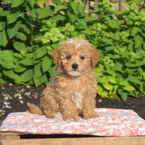 Wrigley, Maltipoo Puppy