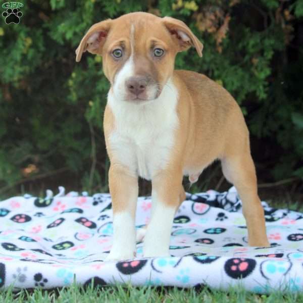 Zach, Boston Terrier Mix Puppy