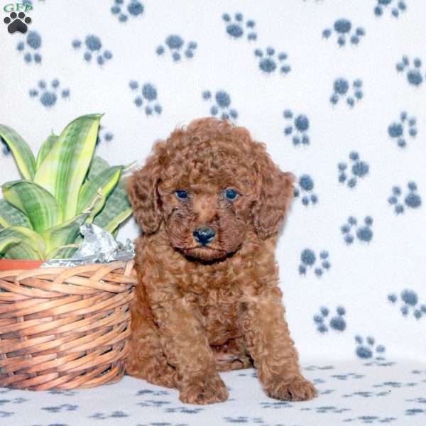 Zack, Miniature Poodle Puppy