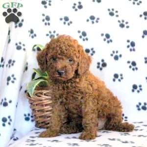 Zack, Miniature Poodle Puppy