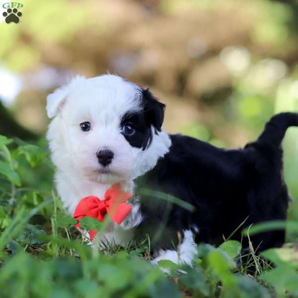 Zebedee, Havanese Puppy