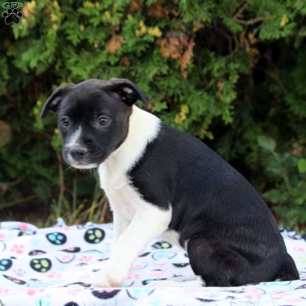 Zoey, Boston Terrier Mix Puppy