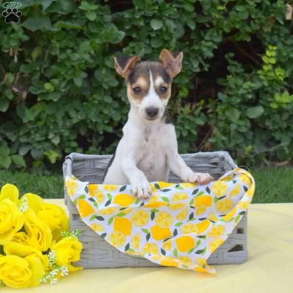 Zoey, Jack Russell Terrier Puppy