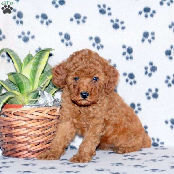 Zoey, Miniature Poodle Puppy