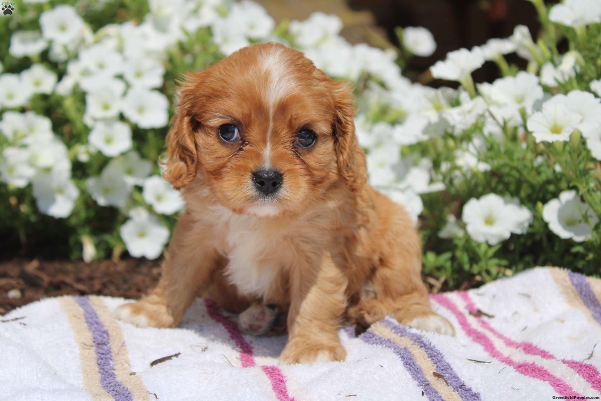 Ruby - Cavalier King Charles Spaniel Puppy For Sale in Ohio