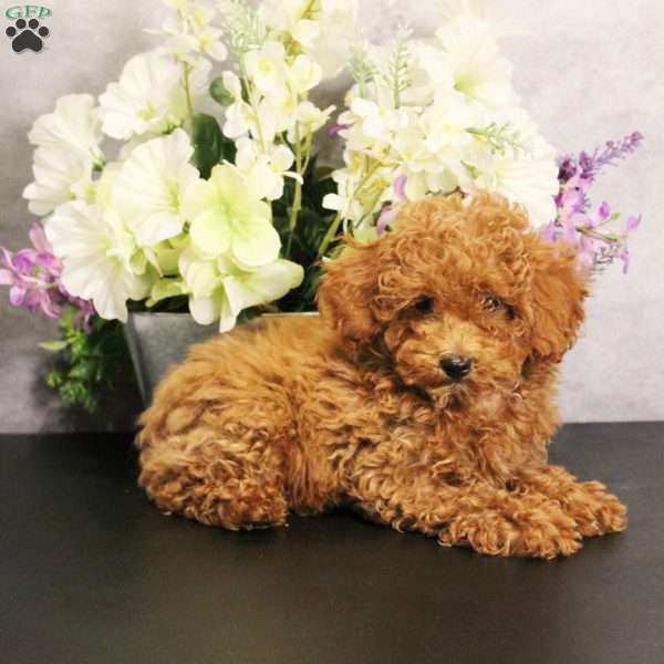 Charlie, Toy Poodle Puppy