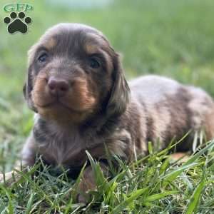 Stewart, Dachshund Puppy