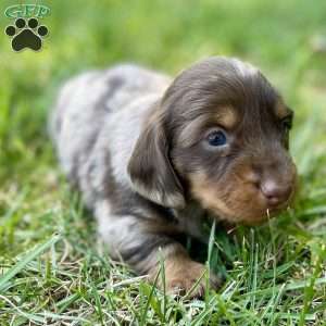 Stewart, Dachshund Puppy