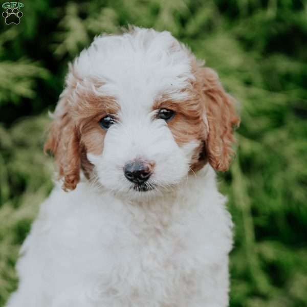 Reese, Mini Goldendoodle Puppy