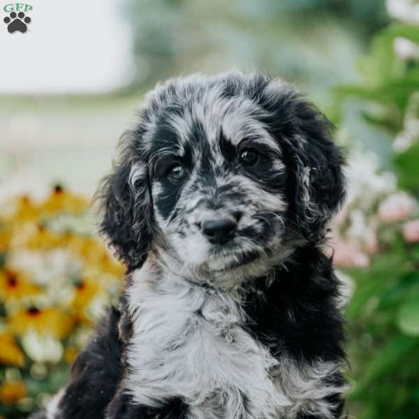 Nala, Goldendoodle Puppy